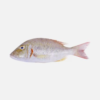 Picture of Fresh Sheri Emperor Fish
